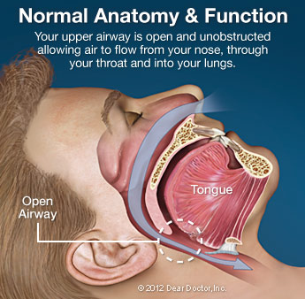 Normal Anatomy and Function.